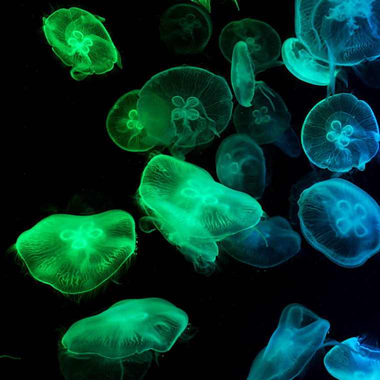 Imagen de capacidad bioluminiscense de las Aequoreas Victoria en las oscuras profundidades del oceano