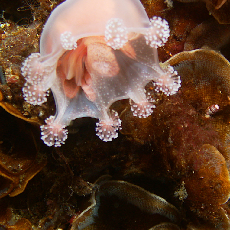 Imagen de una Lucernaria australis cerca del fondo del mar