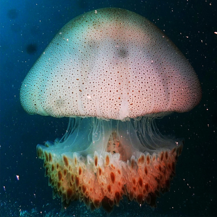 Imagen de Rhopilema Hispidum en el fondo del oceano