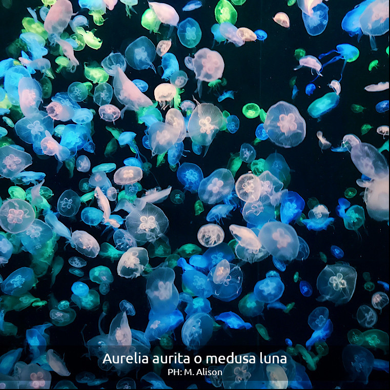 Decenas de aurelias aurita o medusas luna nadando