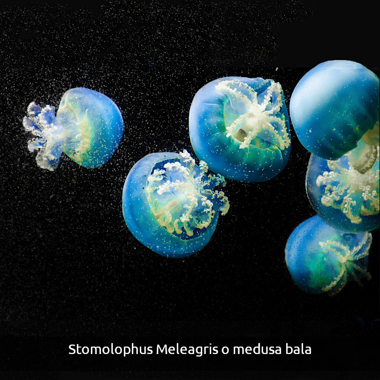 Stomolophus meleagris o medusas bala nadando