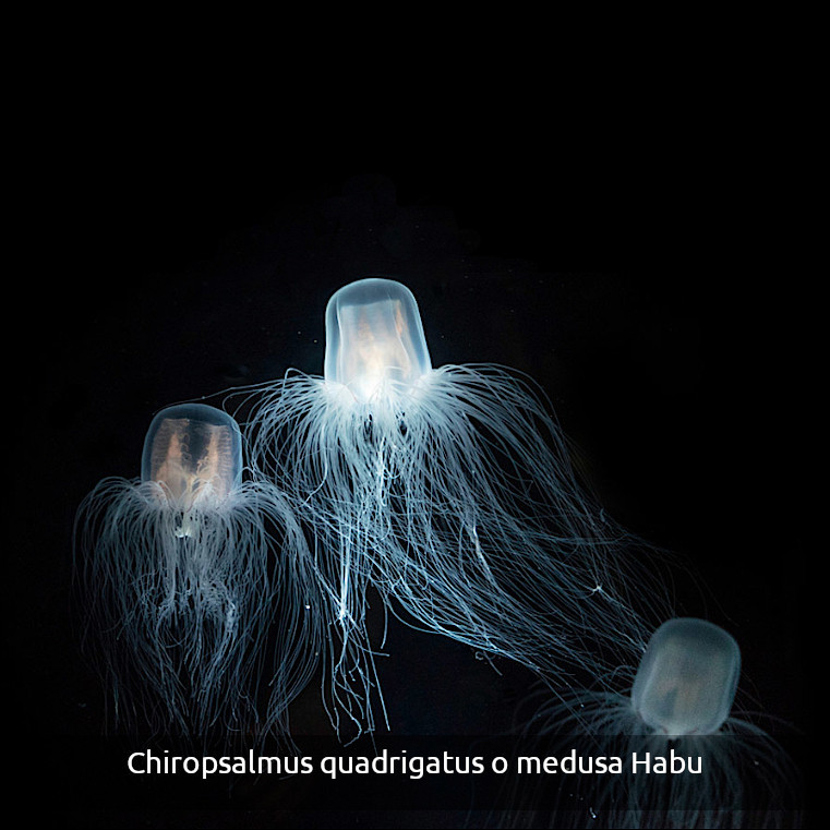 Tres chiropsalmus quadrigatus o medusas Habu en estado luminiscente, en la oscuridad del oceano