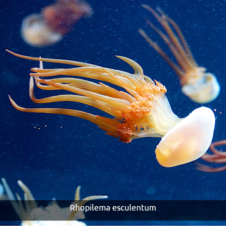 Varias rhopilemas esculentum nadando en aguas aclaras