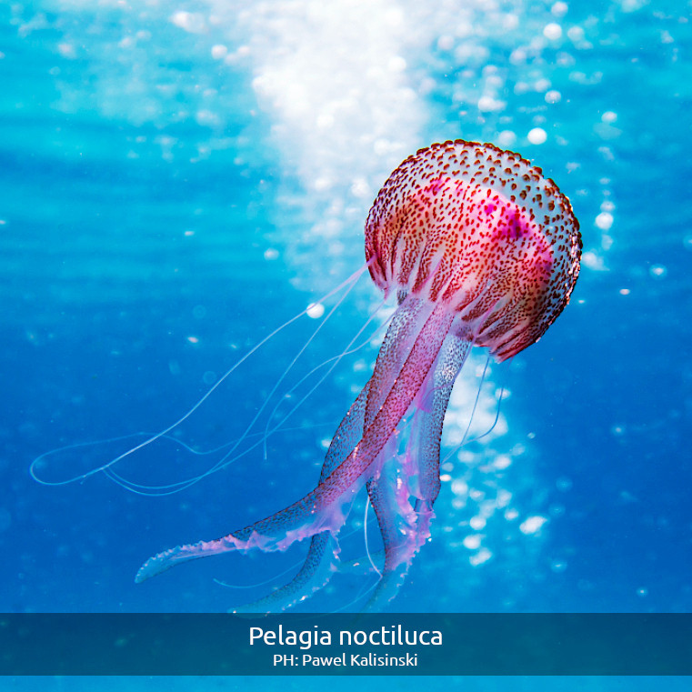 Una pelagia noctiluca nadando en aguas claras