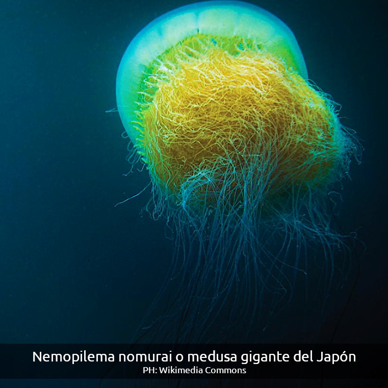 Nemopilema nomurai o medusa gigante del Japón alejándose en el agua