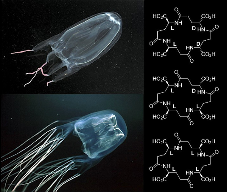 Cuadro que muestra dos vistas de medusas del género chironex, junto a la composición química de sus venenos