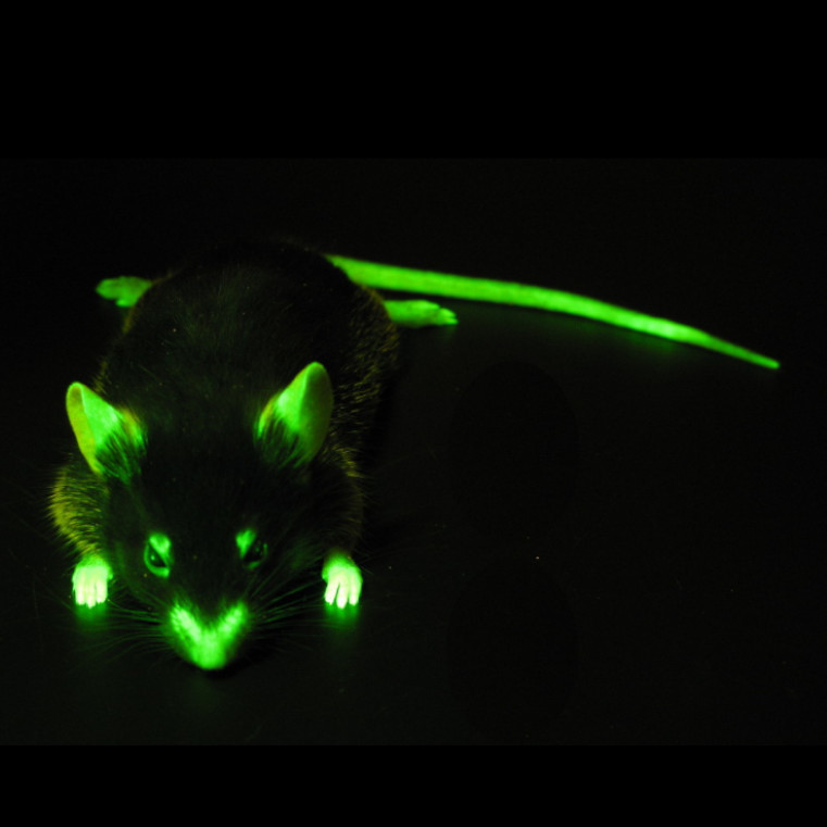 Ratón vivo parado sobre una superficie plana con los ojos, orejas, patas y cola color verdes fluorescente, tratado con GFP o proteínas verdes fluorescentes.