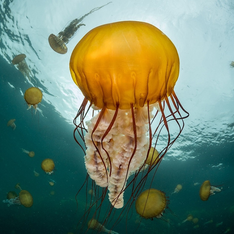 Primer plano de una Chrysaora Fuscescens vista desde abajo, nadando hacia la superficie