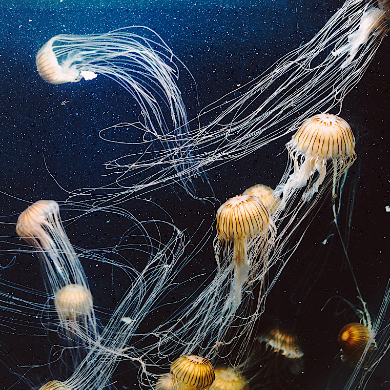 Vista acuática de varias chrysaoras fuscescens nadando y cruzándose en el agua.